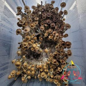 Costa Rica F2 Spore Slide