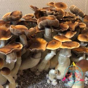 Blue Magnolia Cubensis Spore Syringe