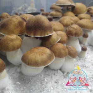 Koh Samui Spore Syringe