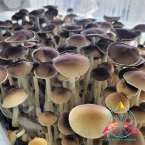 Tosohatchee Cubensis Spore Print