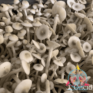 APE Revert Cubensis Spore Syringe