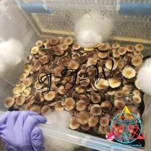 Ecuador Cubensis Spore Syringe
