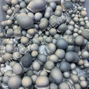 Large flush of albino penis envy cubensis mushrooms in a tub