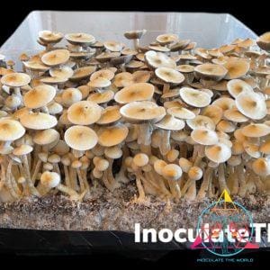 White Rabbit Isolated Spore Syringe