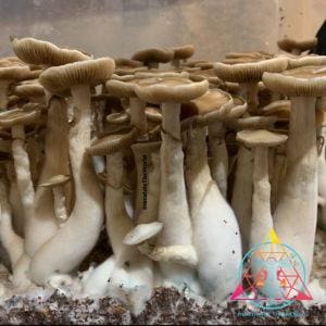 Rusty Melmac Revert Cubensis Spore Syringe