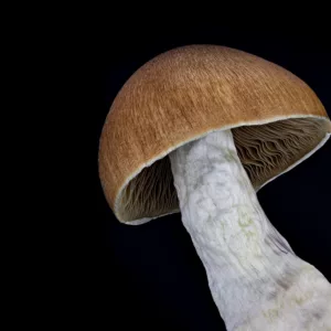 A) Beginners Starter Set