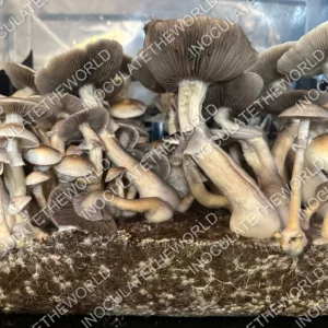 White Golden Teacher Spore Syringe