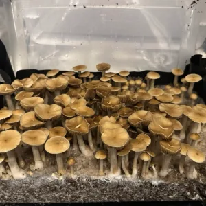 Large flush of blue magnolia rust cubensis mushrooms in a tub