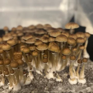 Large flush of african transkei mushrooms in a tub