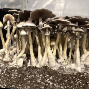 Large flush of leucistic tosohatchee spore syringe cubensis mushrooms in a tub