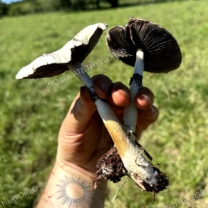 wild psilocybe cubensis in hand with green grass