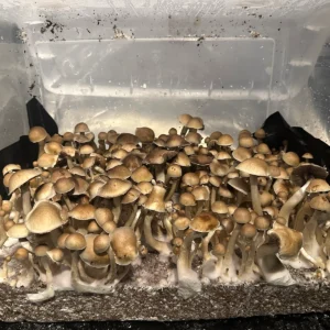 flush of tosohatchee f1 cubensis mushrooms