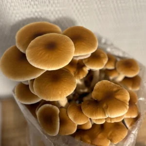 large flush of pioppino mushrooms growing from bag