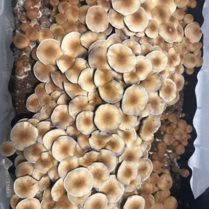 large flush of south american cubensis spore syringe mushrooms growing from tub