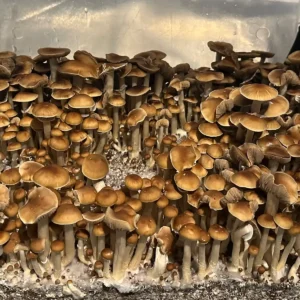 large flush of malabar cubensis spore syrine mushrooms in a tub